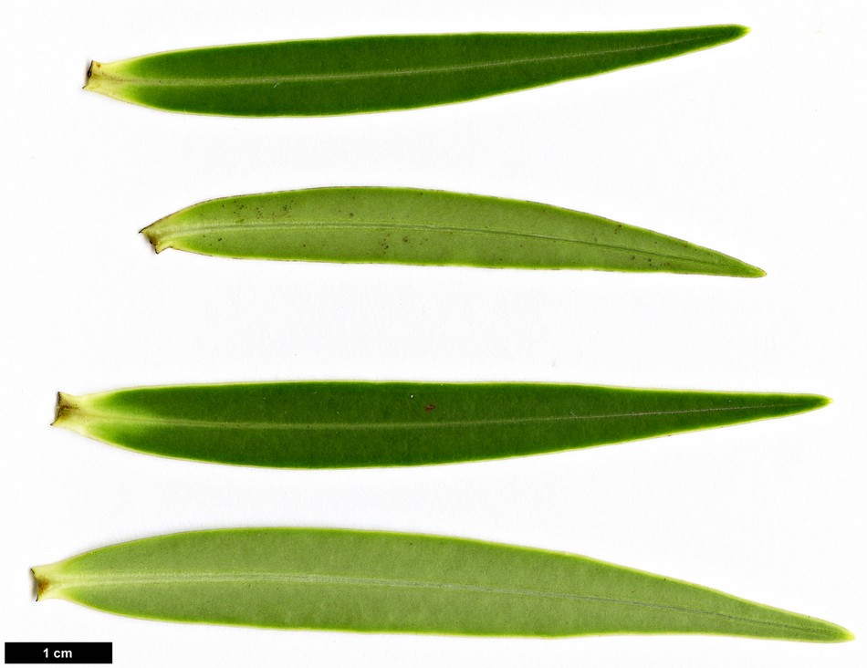 High resolution image: Family: Plantaginaceae - Genus: Hebe - Taxon: stricta - SpeciesSub: var. egmontiana